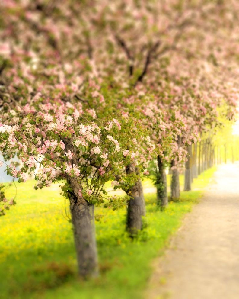 Pink flowers, spring, pastel, green, trees, nature, vintage - Cherry blossoms 8 x 10