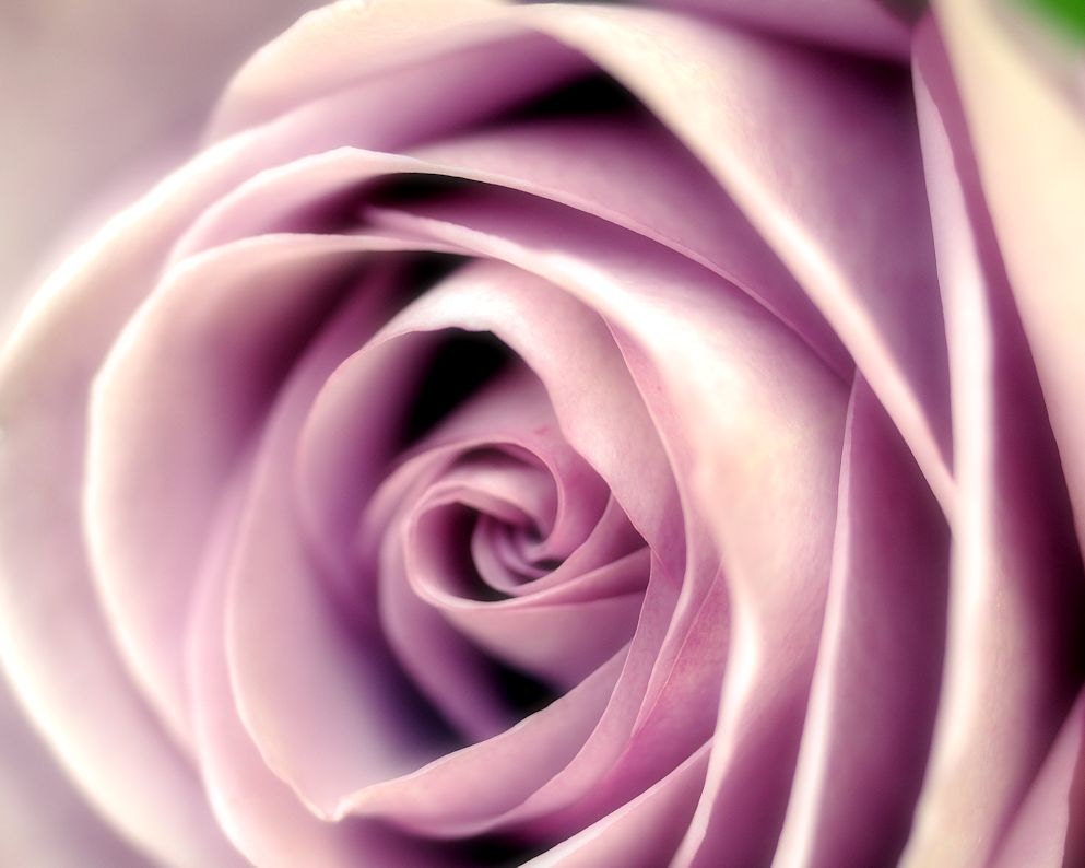 Purple garden flower, pastel, spring, shabby chic, closeup, macro, bloom, lilac, flower photo - Lavender rose 8 x 10