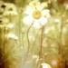 Summer rustic flower photograph yellow white meadow sunlight floral dreamy - Daisy 8 x 10