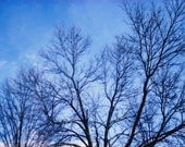 Branches . 5x7 Instant Film Photography Print . fine art . home decor . trees . nature . monaco blue . landscape . analog . dreamy