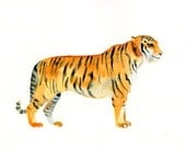 TIGER  Original watercolor painting 10X8inch