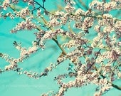 Shabby chic home decor, "First bloom" flowering tree blossoms, aqua, pink, white, trees, spring, nature photography