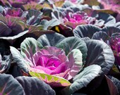 Garden Photograph, Deep Purple, Aubergine, Fuscia, Indigo, Magenta, Nature Photography Print, 8x10 Nature Photo