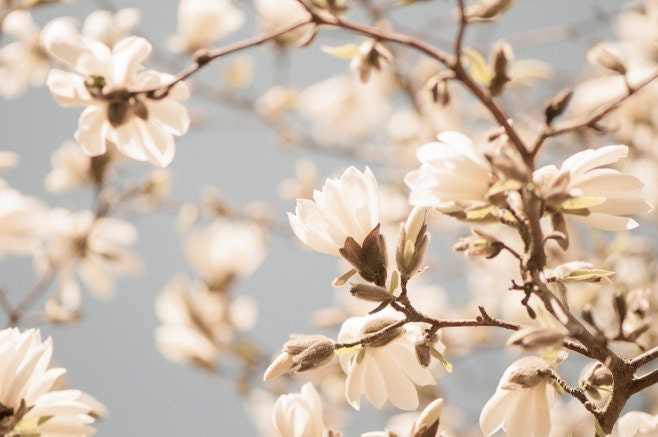 Flower Photography -  White Star Magnolia Blossoms, Floral Fine Art Photograph, Wall Decor