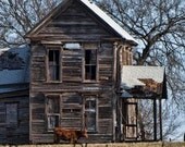 Old Farm House with Cow 5 x 7 Photograph - dawnephotography