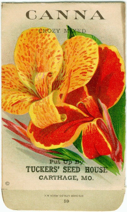 Vintage Flower Seed Packet Tuckers Seed House Lithograph CANNA  Indian Shot(Carthage, Missouri)