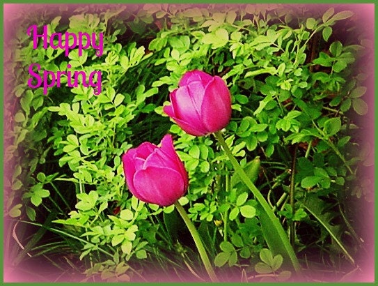 Photograph Blank Greeting Card Happy Spring Happy Easter Tulips