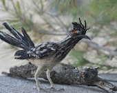 Needle Felted  Wool Animals  Needle Felt- Road Runner--OOAK Collectible artist wool soft sculpture by Daria Lvovsky-READY to ship