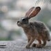 Needle felted Jackrabbit-OOAK Collectible artist wool soft sculpture by Daria Lvovsky- Made to order
