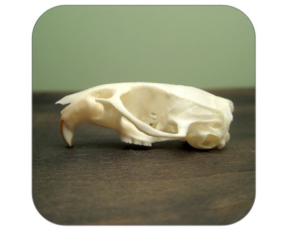 Specimen - Rat Skull - Qty 1 - Lot 1396