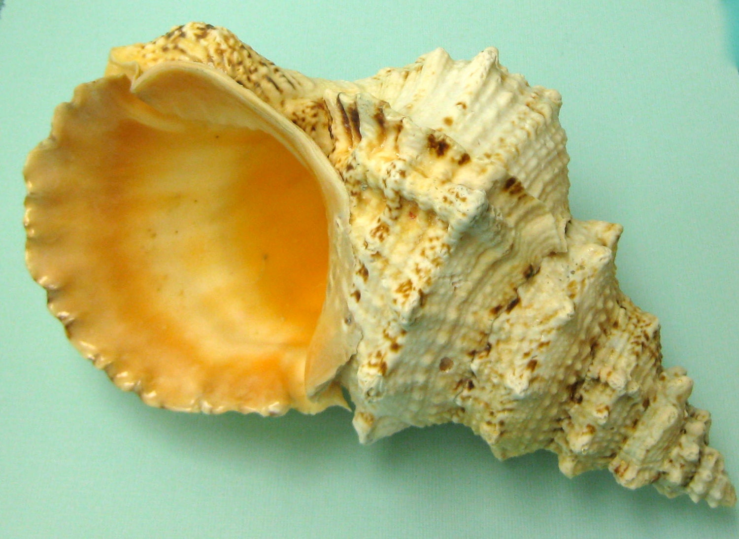 Beach Decor - Large Bursa Shell - 9"