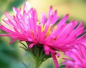 Nature Photography Hot Pink Aster Flower Photo 7x5 print bright home decor floral wall art magenta soft green fall garden flower