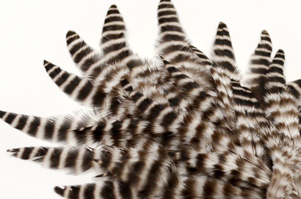 24 pcs - GRIZZLY ROOSTER SADDLE, pointy tip, Loose feathers : 000