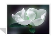 Southern Magnolia 5x7 greeting card  White flower card  Green tint  Green and White