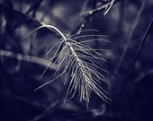 Winter Weeds II Photograph 8x10 - nature grass stark peaceful zen black white gray art print home decor