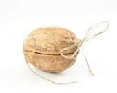 Walnut Shell Box for Secret Messages