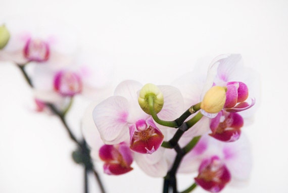 Orchid N2. 8x10. Fine Art Photographic Natural History Print. Minimal style. Natural Home Decor. Indoor garden botanical.