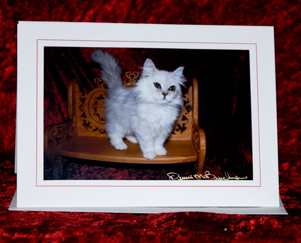 Valentines Day Kitten on Bench Photo Greeting Card Blank Inside - Persian Kitten Photos - Holiday Greeting Cards- Kitty Love