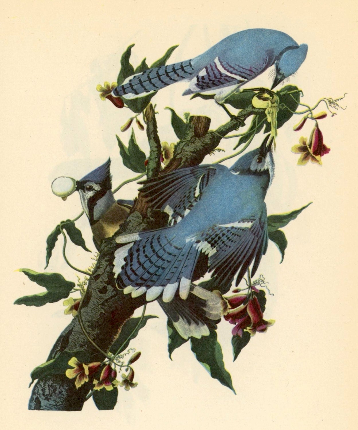 1950 blue jay original vintage bird print - with florida scrub jay on reverse side