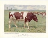 1925 cattle original vintage animal print - brown bull