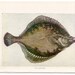 1907 the sea shore original antique sea life ocean print - flounder & pipefish