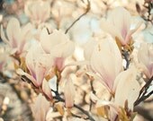Magnolia and Cream - Magnolia photography, nature, flower photo, pastel decor, floral wall decor 8x10 print