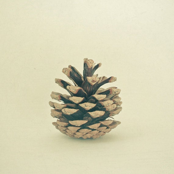 Solitude - Autumn photography, nature art, pine cone art, rustic wall decor, natural brown wall art 8x8 Print