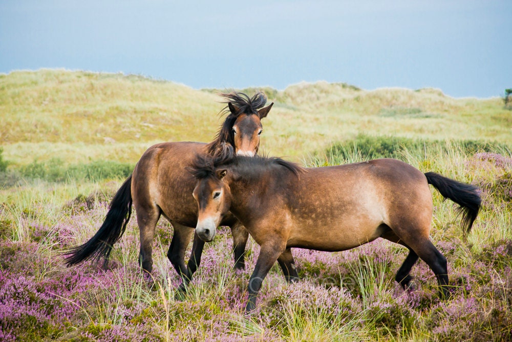 Dutch Horses, Wildlife, Wall Decor, Art, Photography