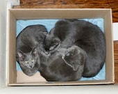 Cute Cat Photo Three Grey Cats in a Box with a Blue Background - Pet Photography Print