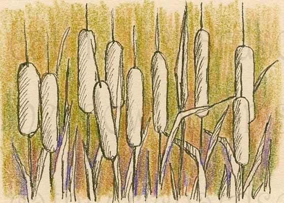 Cattails ACEO Original Illustration Nature Art