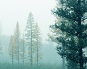 Nature Photography Nature Landscape Spring Forest Landscape Photograph of  Tamarack Trees in the Mist  8x8 - lucysnowephotography
