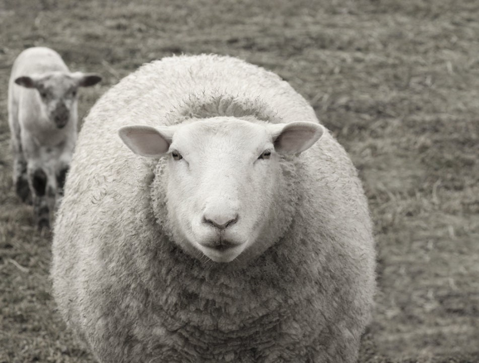 Mothers Day Ewe and  Lambs Animal Photography 11x14