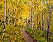 Landscape Painting Print - Kenosha to Breckenridge Trail - 16" x 20" Giclée
