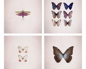 Butterfly gift set, specimen photography, 4 5x5 photos, Nature photography for collectors, pastel, summer garden