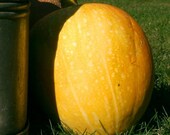 Pumpkin, Autumn Gold Pumpkin Seeds - Great for Colder Climates