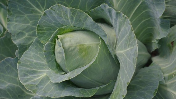 Cabbage Early Jersey Wakefield Cabbage Seeds by thegardenstudio