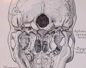 Vinatge 1950 Print Illustration Book Plate Page - The Skull