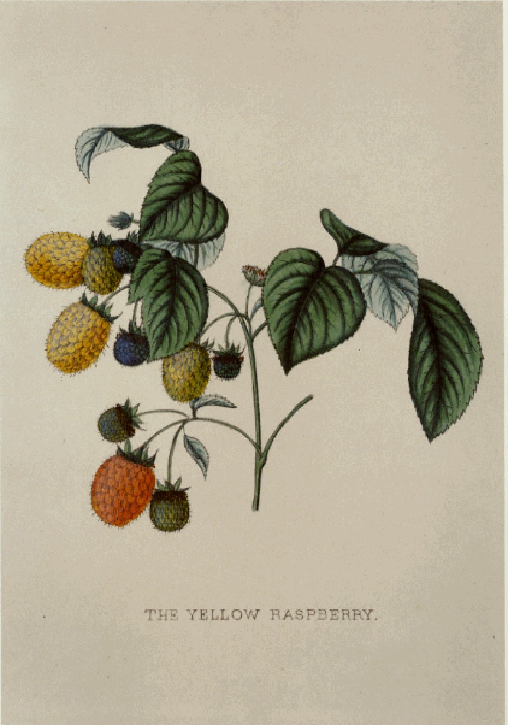 SALE Vintage Botanical Book Print by Prestele of Raspberry