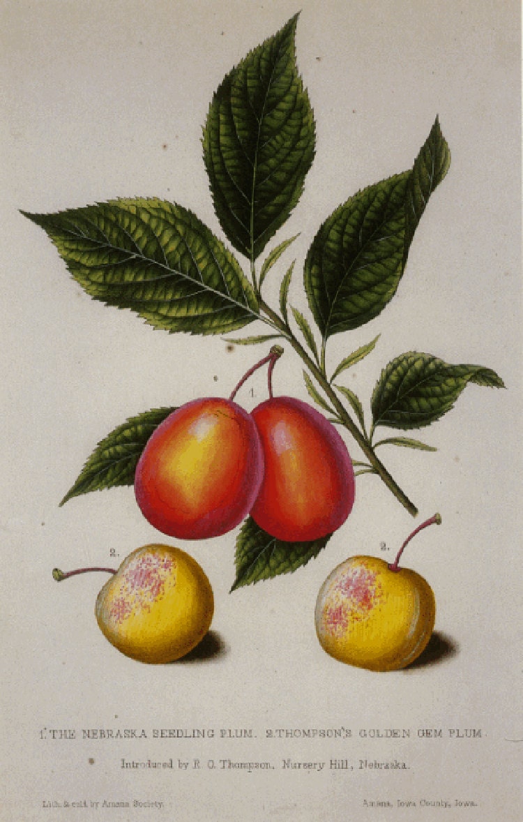 SALE Vintage Botanical Book Plate of Plums by Prestele for Framing or Crafts