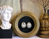 Florentine Bird Egg Shadowbox