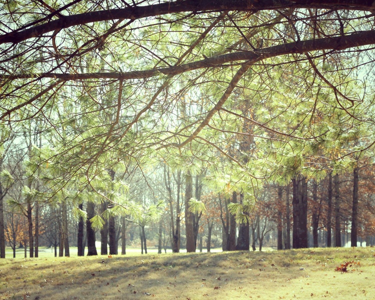 tree photograph nature photography landscape tree art 8x10 fine art green brown home decor tree decor