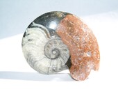 Polished Ammonite Fossil Shell