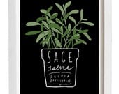 Sage Salvia Herb Mediterranean Green Kitchen Art Print  11"x15" - archival fine art giclée print