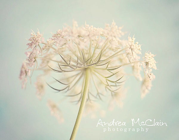 Queen Anne's Lace - 8x10 print