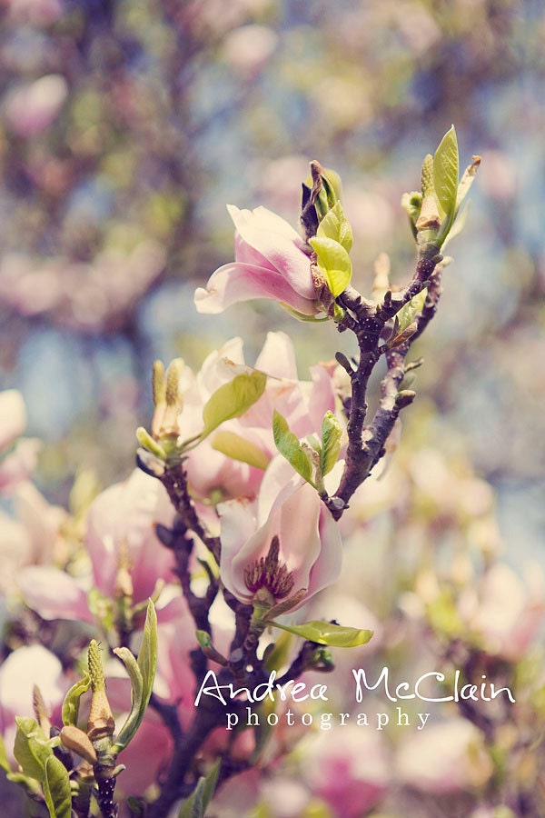 Pink Magnolias -  8x10 print