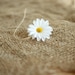 Baby Headband, White and Yellow Daisy Headband,  Newborn Headband, Great for Photo Prop