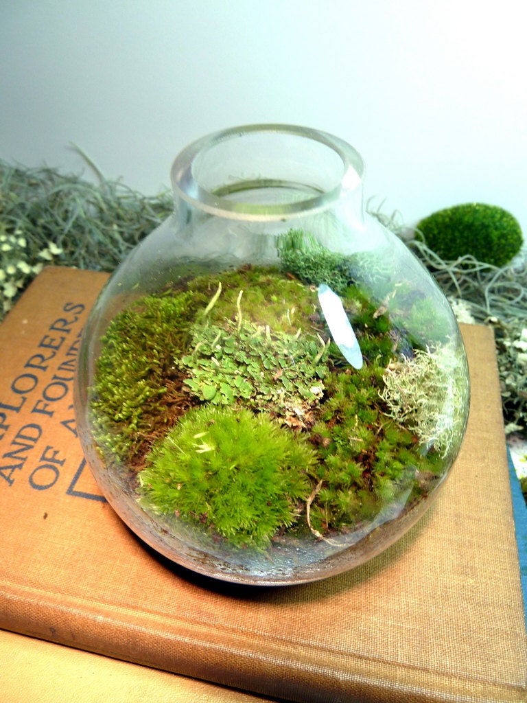 TERRARIUM, Small Table Vase, Glass, Moss, Lichen. Great for HOME or OFFICE. Nice Unusual Gift. Terrariums by mossterrariums on Etsy.