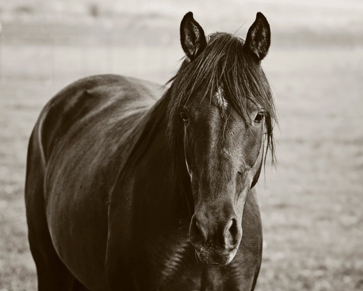 Black and White Black Horse Photograph, Country Cute Equestrian Photography, Animal Art