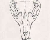 Dotwork Gray Fox Skull Original Drawing (taxidermy)