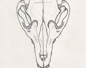 Dotwork Gray Fox Skull Print 8x6" (taxidermy)